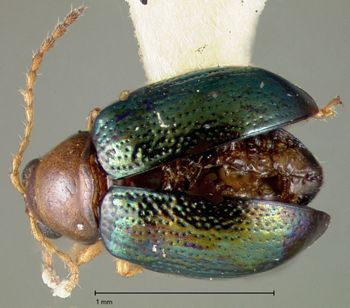 Media type: image;   Entomology 30839 Aspect: habitus dorsal view
